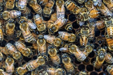 Fremtidens fødevarer: Kan insekter overtage vores tallerken?