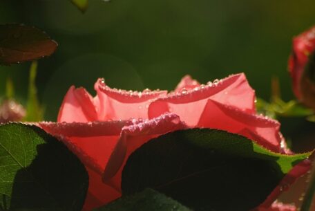 Black friday eller cyber monday – hvad skal du vælge?